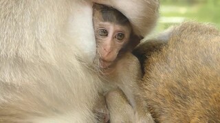 Adorable Princes Lola Get Full Milk, Lola Feed Comfort When Slay With Mom Leyla and Grandma