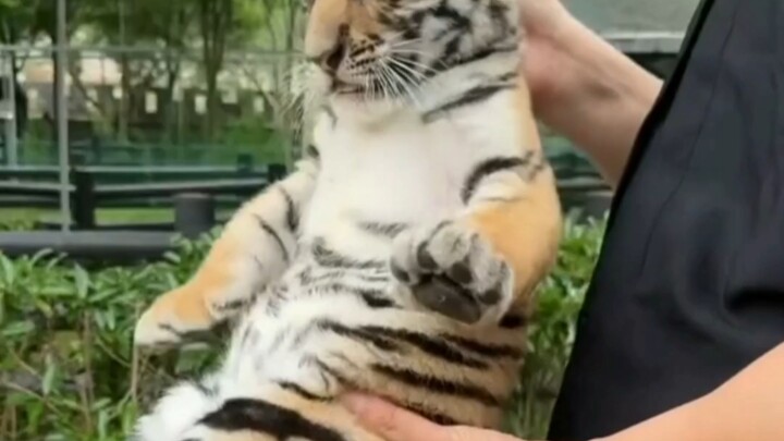 Little Tiger Meets Big Tiger