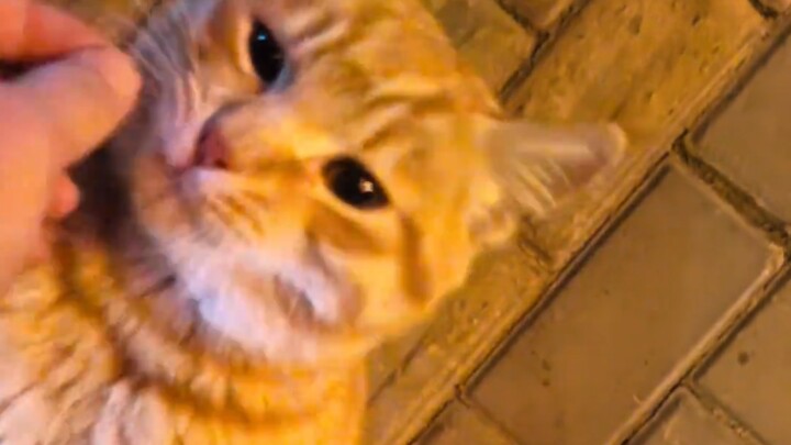 A stray cat I ran into on my evening walk—were you abandoned by your owner?