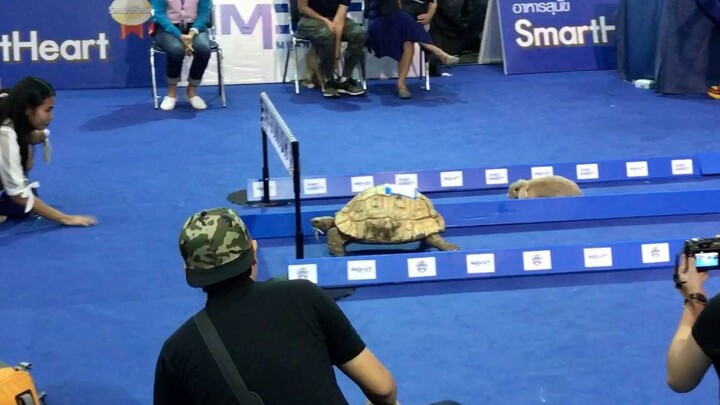 سباق السلحفاة والأرنب في الواقع، الأرنب خسر فعلاً! يا لك من أرنب عديم الفائدة! @فريق ترجمة يو توي