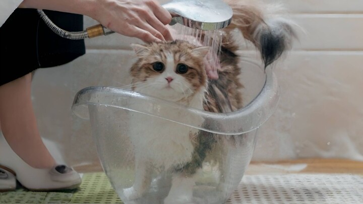 Kucing hamil yang sudah menunggu 4 hari tapi belum melahirkan, mari kita mandikan dia untuk membantu