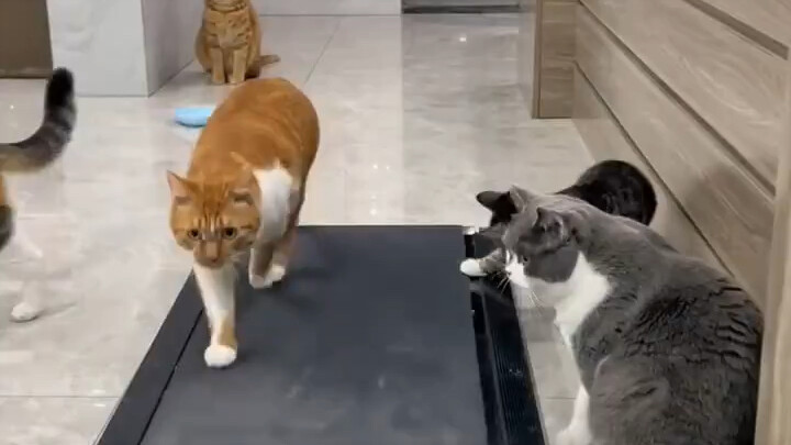 Fitness Cat