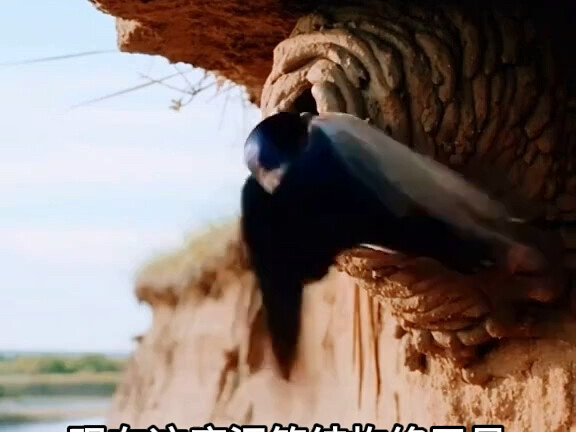 From a lump of mud to a little nest—swallows’ nesting method is truly amazing.