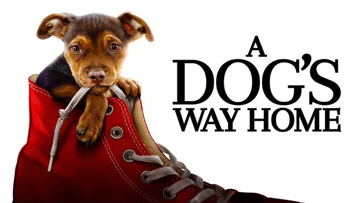 A Dog's Way Home (2019) Sub Indo