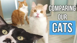 Comparing our cats