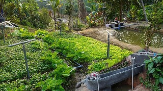 Mengandalkan fasilitas tenaga air buatan sendiri, Paman membangun sistem irigasi lahan pertanian yan