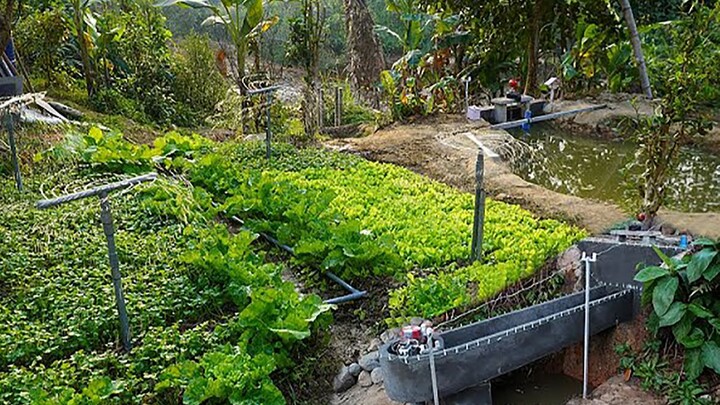 Relying on self-made hydropower facilities, Uncle builds a perfect farmland irrigation system