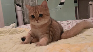 【Golden Shaded】A lazy little furball