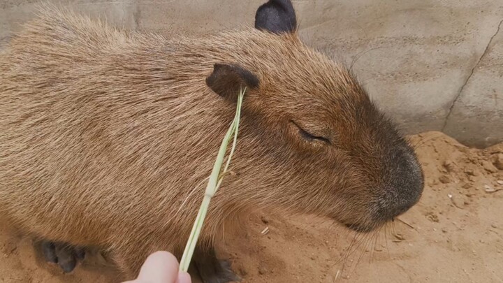 Capybara’s ears and body are two different organisms.