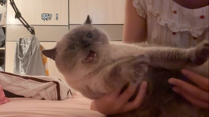 แมวน้อยที่ร้องอุแว้ๆ น่าหอมที่สุดแล้ว!
