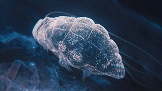 陨石雨带来外星寄生虫，全球一半人感染，男子查清真相傻眼了【科幻Fans 布玛】 悬疑亲情科幻电影 《遇见》