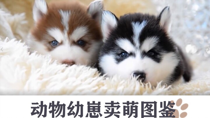 [Children’s Day Special] “A Compendium of Adorable Baby Animals”