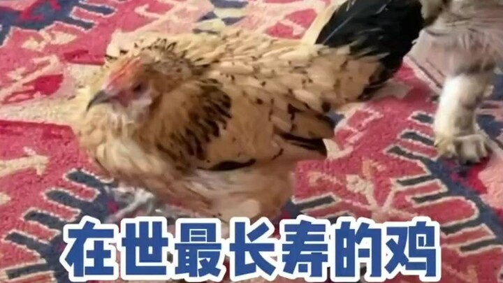 Guinness World Records has officially recognized the world’s oldest chicken at 21 years old, hailing