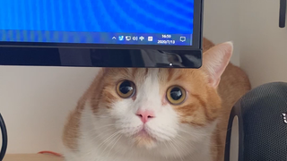 เมื่อคุณป้าแม่บ้านมาที่บ้าน หนังหมูพูดว่า: ฉันไม่ได้แกล้งทำนะ ฉันตั้งใจทำจริงๆ!