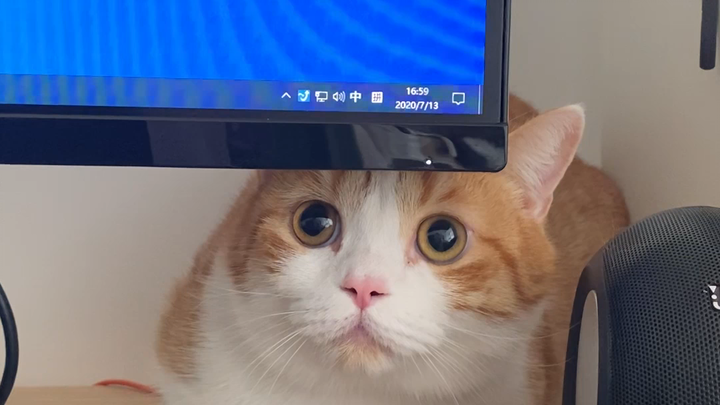 When the cleaning lady came to my house, Pigskin said: "I'm not scared—I'm just pretending!"