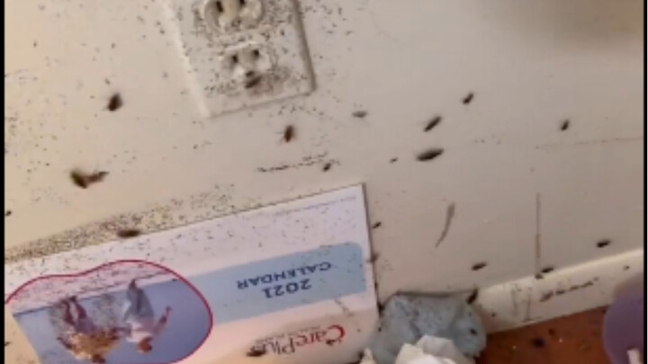 Cleaning a House Infested with Cockroaches