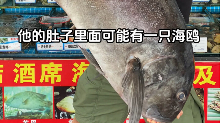 ปลากะพงนิวพอร์ต จ้าวแห่งทะเลตื้น! พบปากนกอยู่ในท้องมันด้วย! สุดยอดจริงๆ สมกับเป็นรถซูเปอร์คาร์แห่งท้