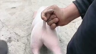 Con heo con, thằng khốn đẹp trai