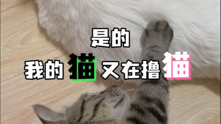 是的 我的猫又在撸猫了