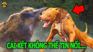 🔴 Bị Đánh Úp, Lợn Rừng Nổi Đ­i­ê­n Tử Chiền Bầy Chó Pitbull Và Cái Kết Không Thể Tin Nổi