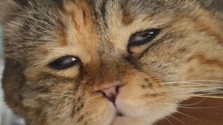 左眼睁不开，右眼闭不上