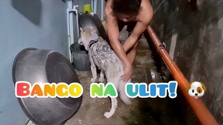 First time ko paliguan si Borgie. Super bait na husky.
