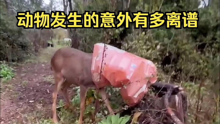 استمتاع بحوادث الحيوانات العرضية 3