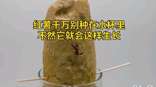 لا تزرع البطاطا الحلوة في كوب ماء وإلا ستنمو هكذا