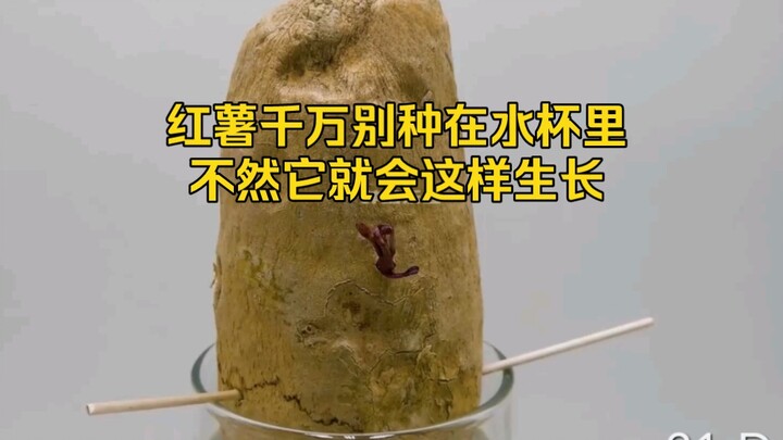 红薯千万别种在水杯里，不然它就会这样生长