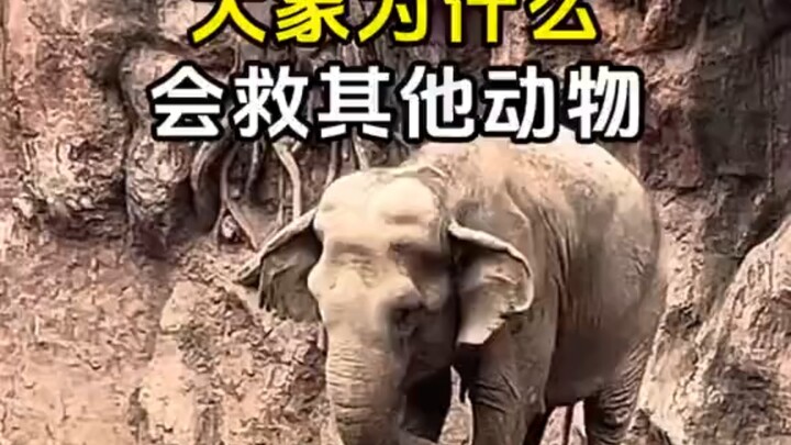 【อัลบั้มภาพ】ทำไมช้างถึงช่วยเหลือสัตว์อื่น?
