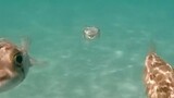 Just in case you haven’t seen a puffer fish underwater👁️‿👁️