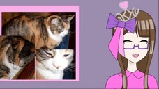 【Debut Clips】Heart's Slideshow【Heart of Unicornia】