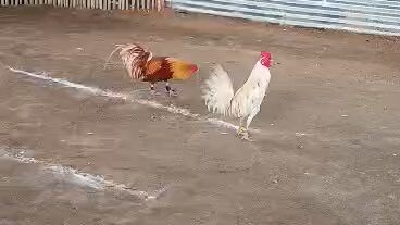 Lemon white over pumpkin sweater