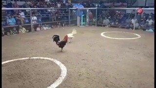 sinagasaan na parang truck