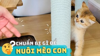 Nuôi MÈO CON Cần Gì? 🐾 ✅ | MÈO ANH LÔNG NGẮN | Nuôi Mèo Lần Đầu