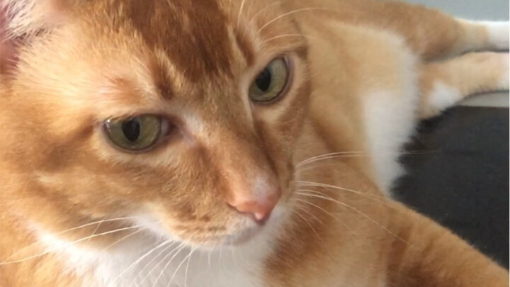 Mengapa kucing kuning ini hanya memukul kita?