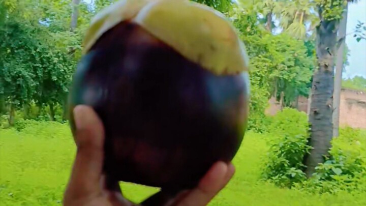 gaon ka special tar ka jhad ka fal #fal #video #viral #tredin