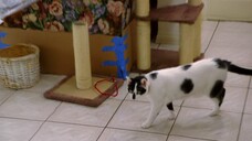My Cat From Hell (Season 10) Episode 02 - Pee Battle (sub indo)