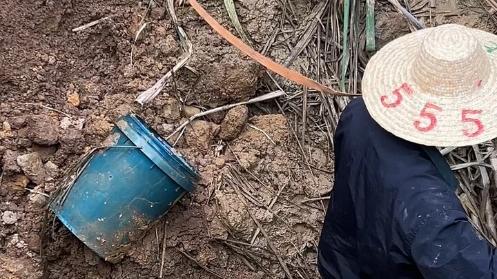 甘蔗地里突然陷进去一个大坑，坑底动静还不小