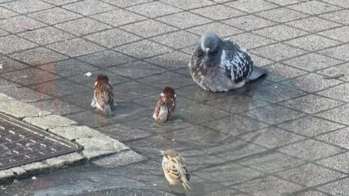 Chú chim sẻ nhỏ bị xua đuổi khi đang tắm