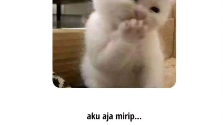 kirim ke besty kalian🤣,btw maap ya aku jarang post soalnya lagi banyak tugas jadi gk smpt bt vdio🙏