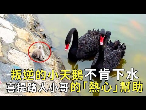 動物界的經典教育片！ 倔強的小天鵝變身「走地雞」不肯下水，路人小哥「熱心」幫助【小奶狗觀影】