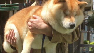 [Shiba Inu] รวมฉีดยาหมา ชิบะน้องชายของฉันมักทำให้ผู้คนเดาตอนจบได้เสมอ! !