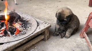 Ten Thousand Moments When I Was Healed by Chinese Village Dogs!