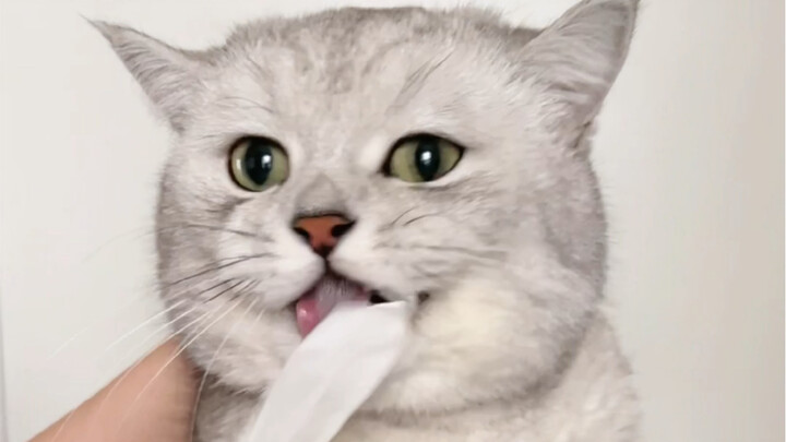 Tôi ăn nhựa lại bị bắt rồi, hehe