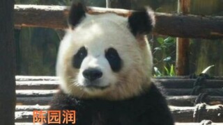 Giant pandas with their own BGM