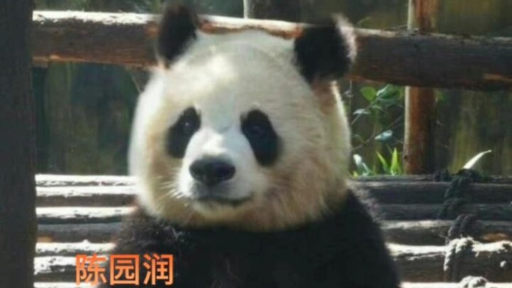 拥有专属BGM的大熊猫