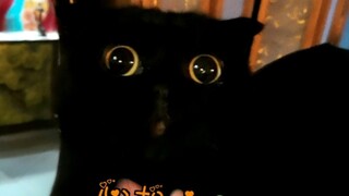 Who says cats can turn into humans? Heaven knows how many times I've tried!