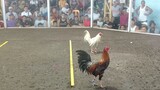 2 cock ulutan 1st fight win✨