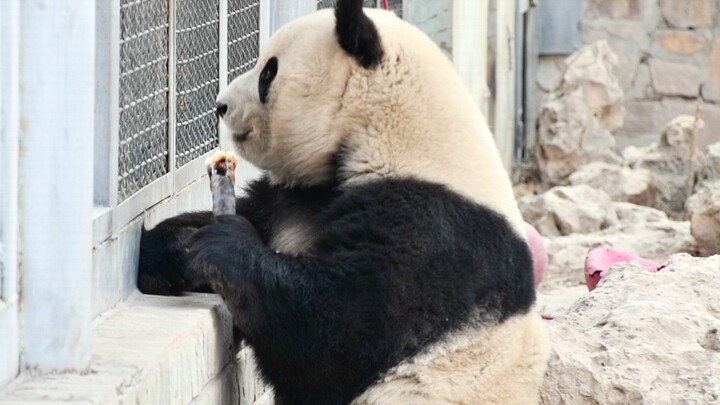 [Hewan]Saat panda Meng Lan memamerkan rebungnya